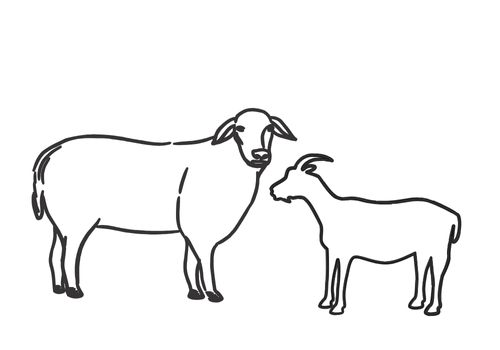 Sheep & Goats